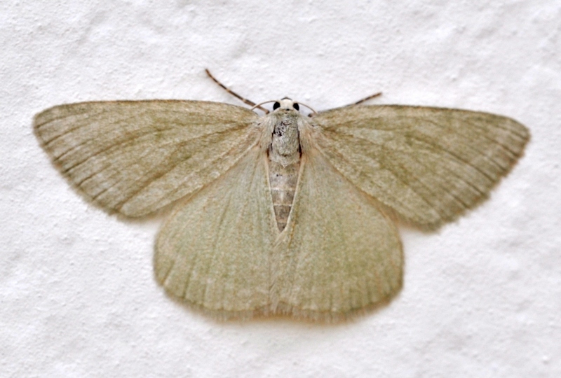 Geometridae  da Id.